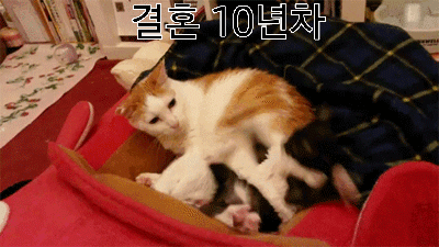 1b28022a6e8263b48249535a43090d1b_1617102648_7486.gif