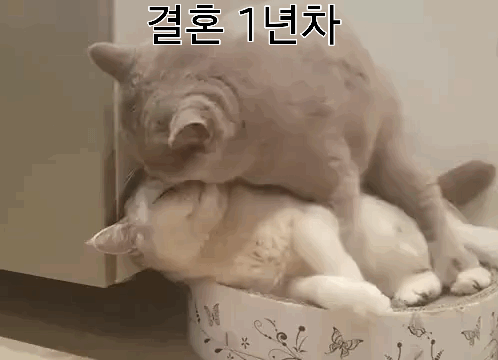 1b28022a6e8263b48249535a43090d1b_1617102649_1115.gif