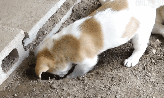 528ecc896625fa4fe71538c7d19bfc57_1616520066_3503.gif