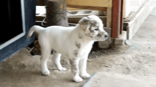 528ecc896625fa4fe71538c7d19bfc57_1616520072_9498.gif