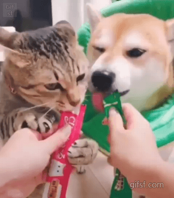 94116d8cc9c0fdc7dce272519e196c14_1615561420_9134.gif