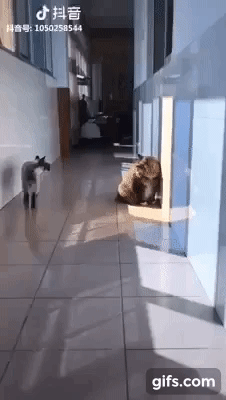 873aec397a400f0c0b93178d11e494a9_1618412499_2557.gif