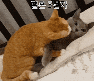 c8f1f6bf98cc417ed20ba07348b0e906_1617728364_273.gif