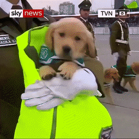 0bac5d3b6fea7334f10bc189c63952a6_1624730243_8185.gif