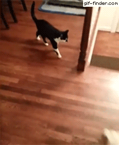 2256ecef25ab4d41eb694f706b9fc0e3_1622473357_1291.gif