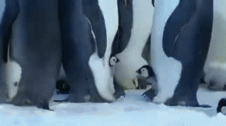 78286faf9243566261eb7c520c98c2e0_1622646189_2844.gif