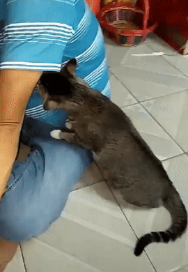 8dbeb738e5da0a07584dc7163a31eaac_1622732524_9358.gif