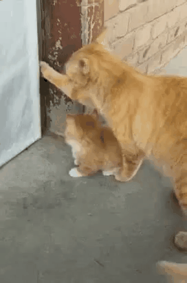 99e3a147af7d37cbf25e6828f1e0af93_1623078308_2172.gif