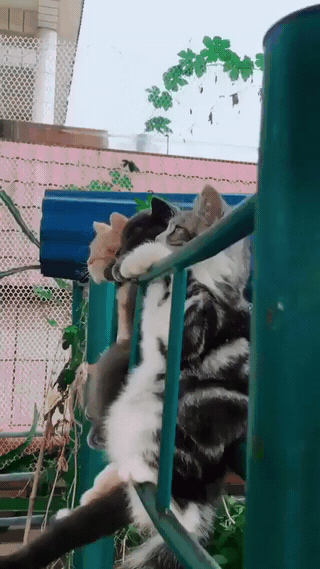 bc57318fa04cc866973832ddf8d12695_1623001067_1461.gif