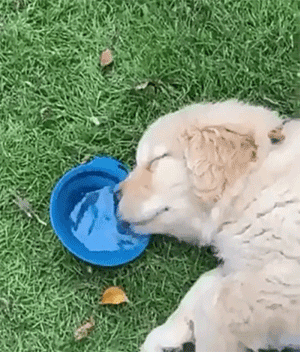28cb2116eb7b590c2d5a4c8162962650_1626571328_0549.gif