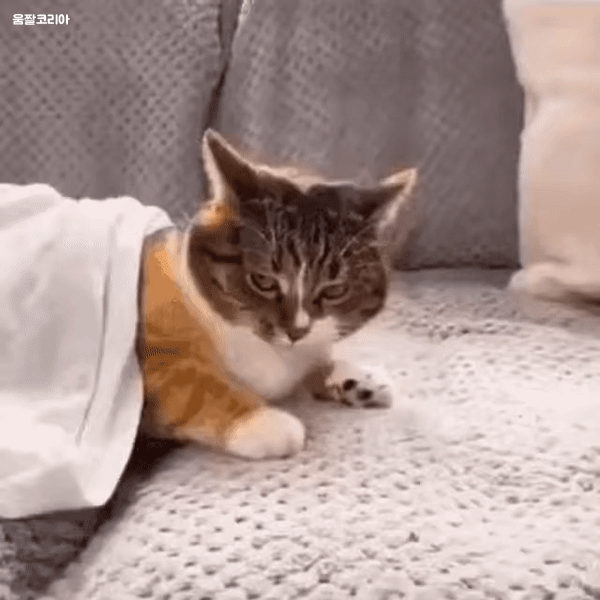 379c3b499c068f5567511adc24d70cca_1627515396_8264.gif