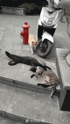 76645ec1837d9e23cd4886794ccebbcb_1625930488_5978.gif