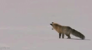 8a54995885a6bdf372f16f92aa617917_1626655722_3431.gif