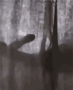 97f16731ba148224c9bf8fa05d38c5c2_1625974778_4851.gif