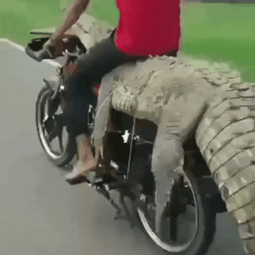 9f781e75621a0ad93e713516c754b7c0_1626423328_8042.gif
