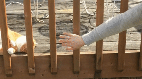 c577d7bfbc1880b5e6d8941df6f72616_1626105025_7438.gif