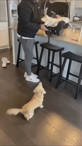 c57e9ce73f9076d99ca4f89d8de8319e_1626189163_7168.gif