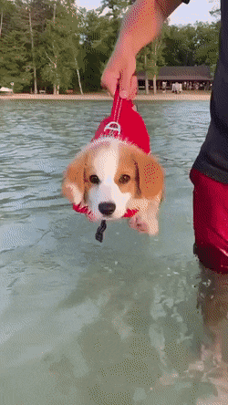 d381b250b8d922667f1cc990c81fec92_1625526953_4495.gif