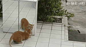 1119167ea776e3ea118a2e7bde02c8cd_1628179293_4037.gif
