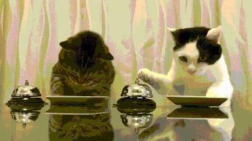 274e2b907ffebfbd989d0539b85ab9e3_1630171900_5362.gif
