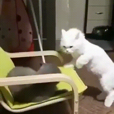 5a69c0fcfbe3ad619ba7626b540ed760_1628733590_4921.gif