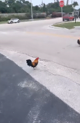 63d7c153b972a9fe259a0788aed8b5a8_1628552609_2819.gif