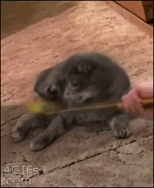 96fe14d4a3d382219e95ed757ce9a11d_1630335928_5942.gif