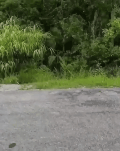 fbbb3d254a4cc4d7a369329b15d24b63_1628213748_0244.gif