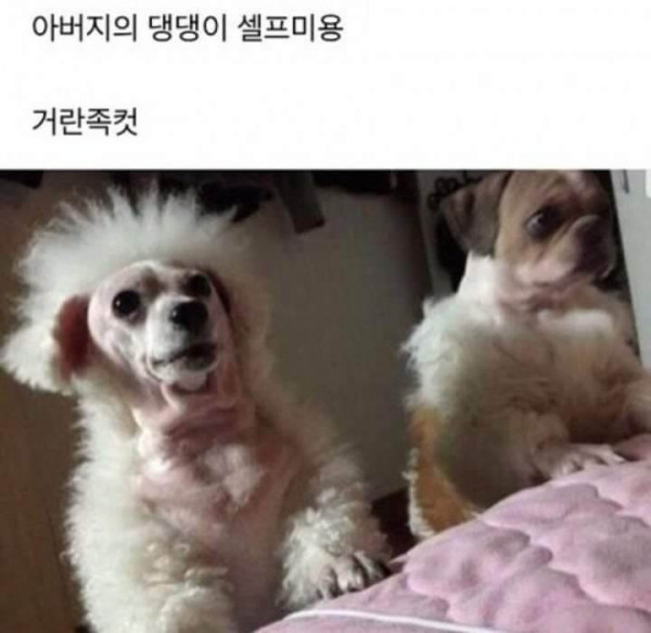 96a427029fb254be16fc3b5a41b11f3a_1628044497_9324.jpg