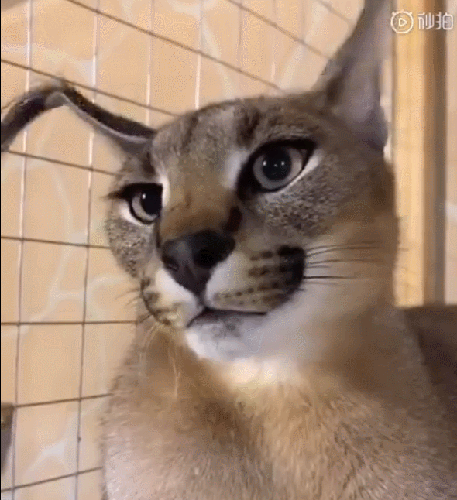 66c721ef9a67fda0628da03df990a7de_1631082869_1709.gif