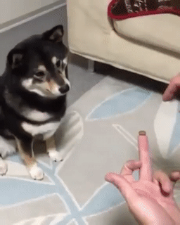 6b11fdaf3ee52a39585d4cc138d633fd_1632496058_9607.gif