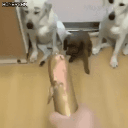 6c5a0cc741dec26c25dd4777527a9e4f_1630564792_5007.gif