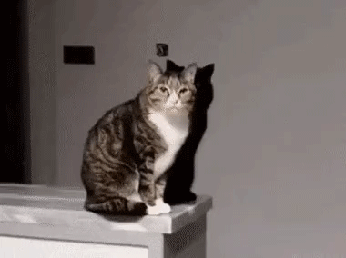 8f5f7a2d8da9276ac7b978d8e22a49c8_1632789603_9673.gif