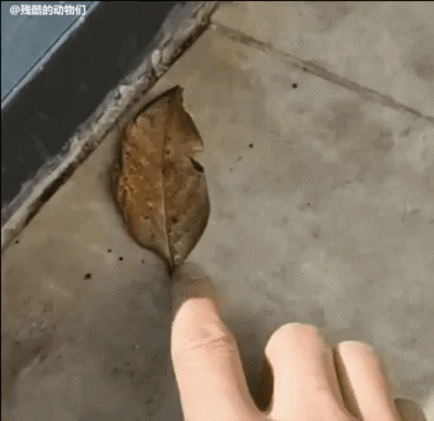 cc0e99d86d257e51e16d2e4e56e0a7a8_1632815687_489.gif