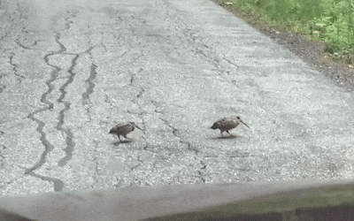 057932374756f9e55b8c1bedbe39ed18_1633058691_3387.gif