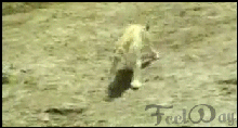 0d96c815f2b92fd731d5742c031518af_1635262120_1715.gif