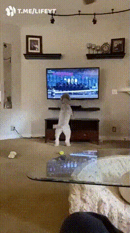 15ff95421ddc639f5b6eab8b51d39ef4_1633973688_872.gif