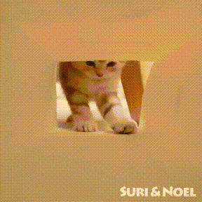 43fabdf9625f84cfe48f233d7d479767_1635609164_4889.gif