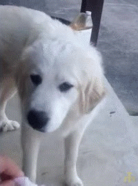 4e0e04eb9ffdbe00834a41094d16aa0e_1635481468_9812.gif
