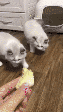 4e0e04eb9ffdbe00834a41094d16aa0e_1635481478_869.gif