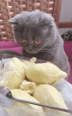 4e0e04eb9ffdbe00834a41094d16aa0e_1635481485_0336.gif