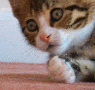 4e0e04eb9ffdbe00834a41094d16aa0e_1635481491_2511.gif