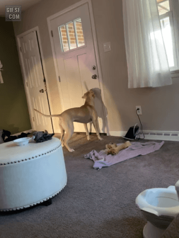 6052d40e3309f0edca18bec7517a256f_1633661805_3922.gif