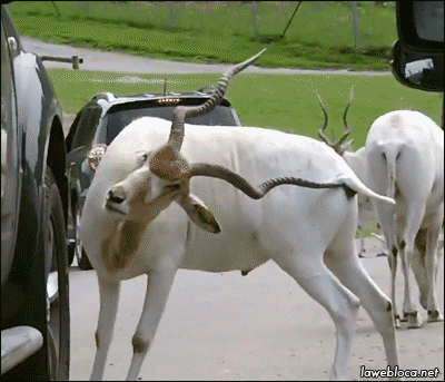 6052d40e3309f0edca18bec7517a256f_1633662090_5298.gif