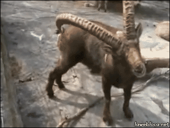 6052d40e3309f0edca18bec7517a256f_1633662090_9416.gif
