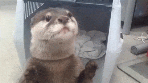91288384dde2984ed07a836a6ed18ae8_1633965273_0234.gif