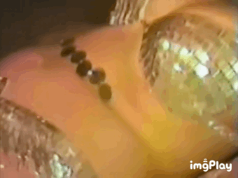 e8e31acded64f349aed8ba4d40201687_1635658824_3423.gif