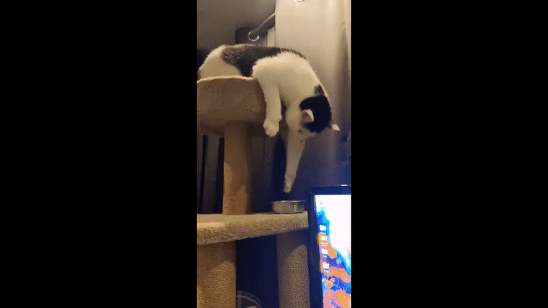 009c2ddb9c28734835b10bc8feb5adde_1697834815_7597.gif