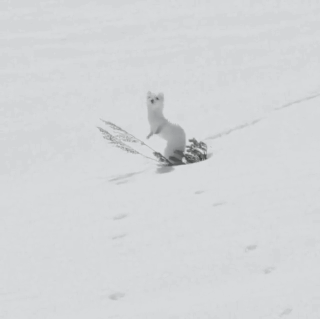 bd0f224ae6fac211e1083c163d79d24e_1719761078_5284.gif